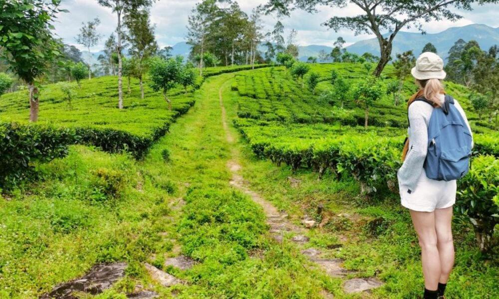 Tea Leaf Retreat Leilighet Kandy Eksteriør bilde
